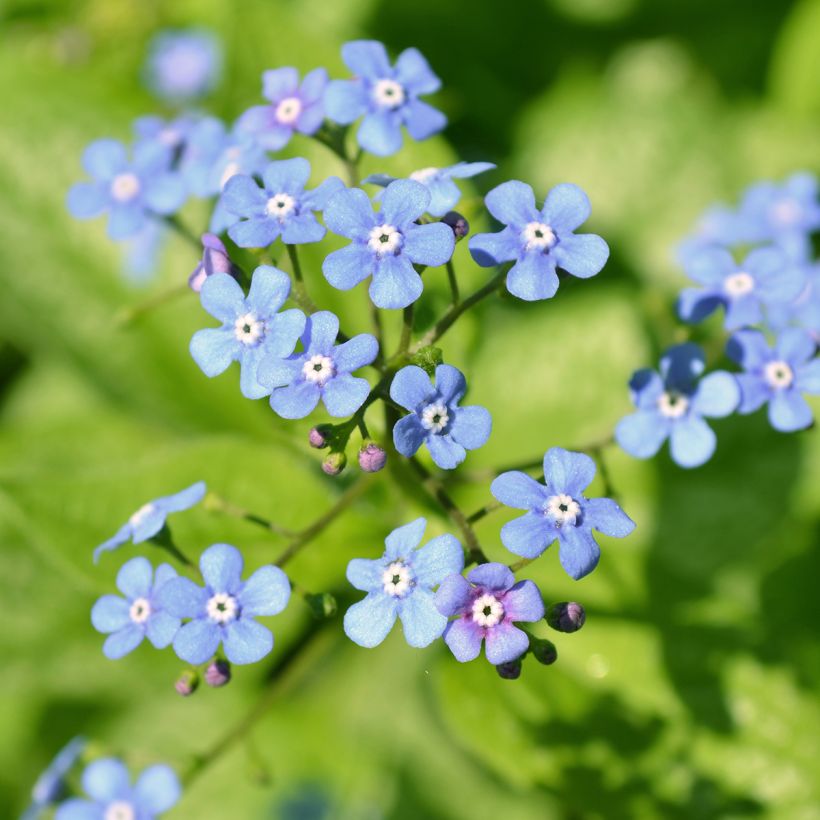 Brunnera macrophylla Jack Frost (Floración)