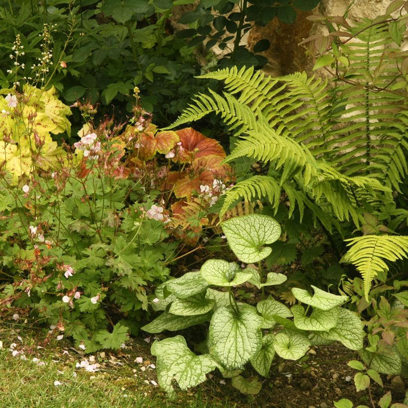 Brunnera macrophylla Jack Frost (Porte)