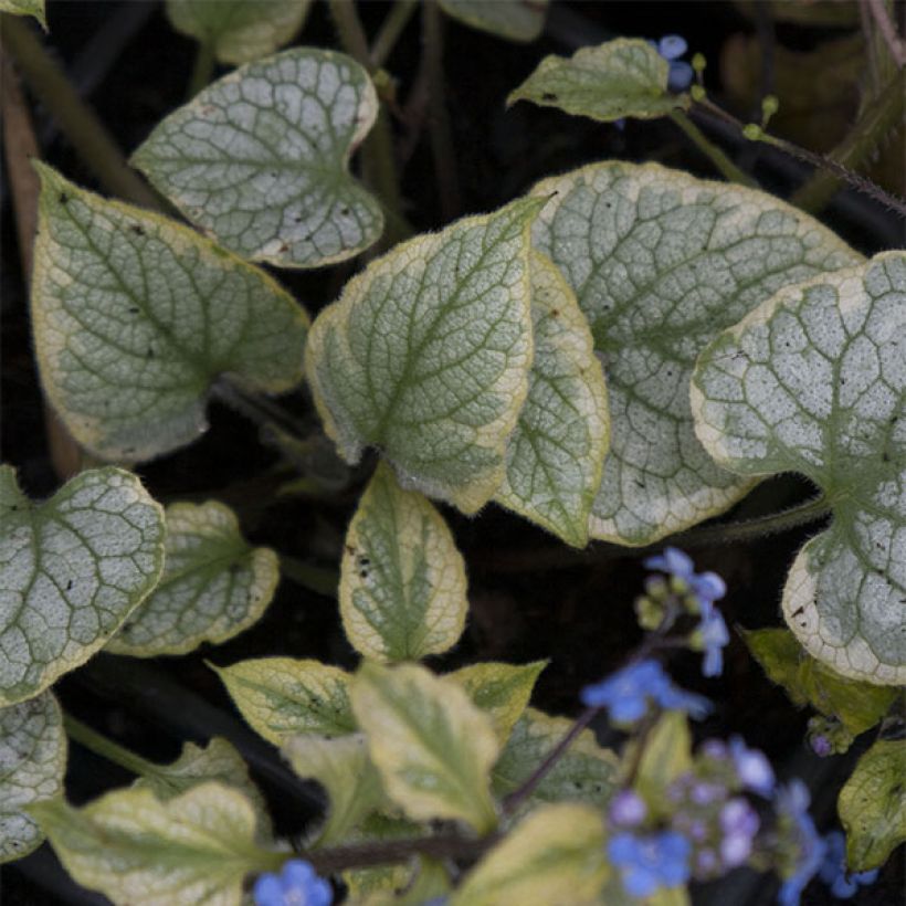 Brunnera macrophylla King's Ramson (Follaje)