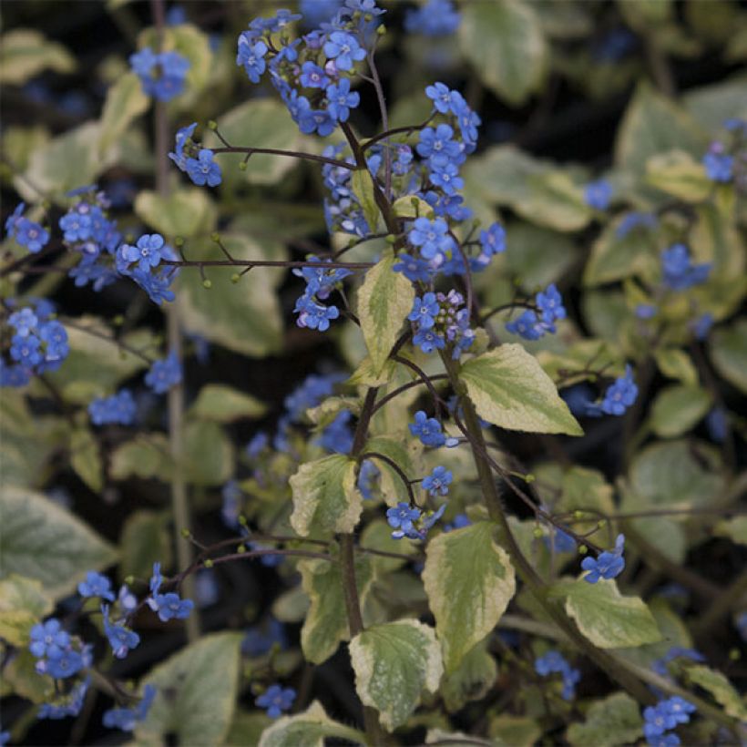 Brunnera macrophylla King's Ramson (Floración)