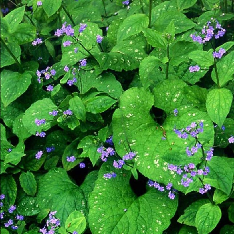 Brunnera macrophylla Langtrees (Floración)