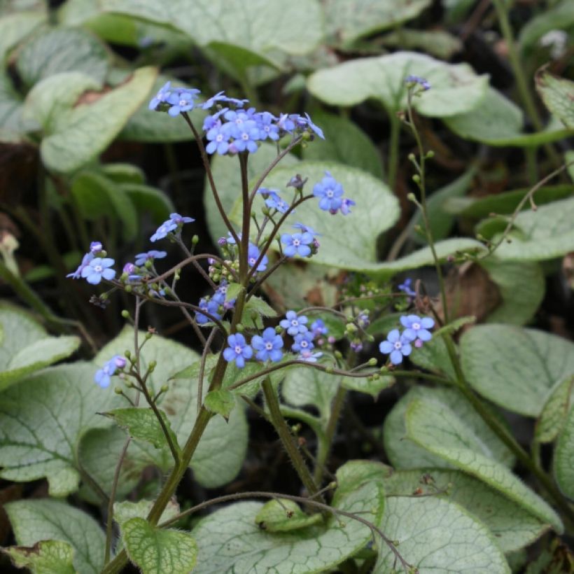 Brunnera macrophylla Looking Glass (Porte)