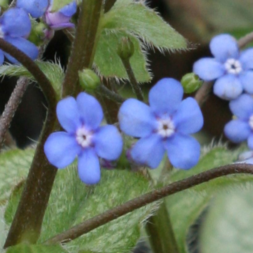 Brunnera macrophylla Looking Glass (Floración)