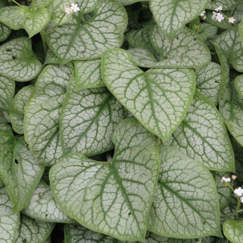 Brunnera macrophylla Mr Morse (Follaje)