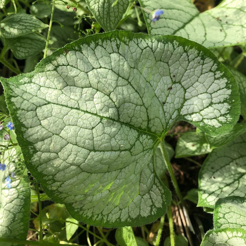 Brunnera macrophylla Silver Heart (Follaje)