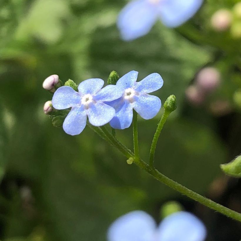 Brunnera macrophylla Silver Heart (Floración)