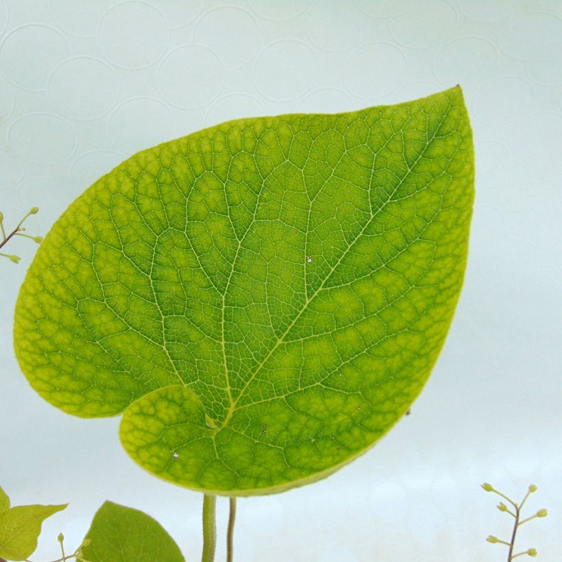 Brunnera macrophylla Starry Eyes (Follaje)