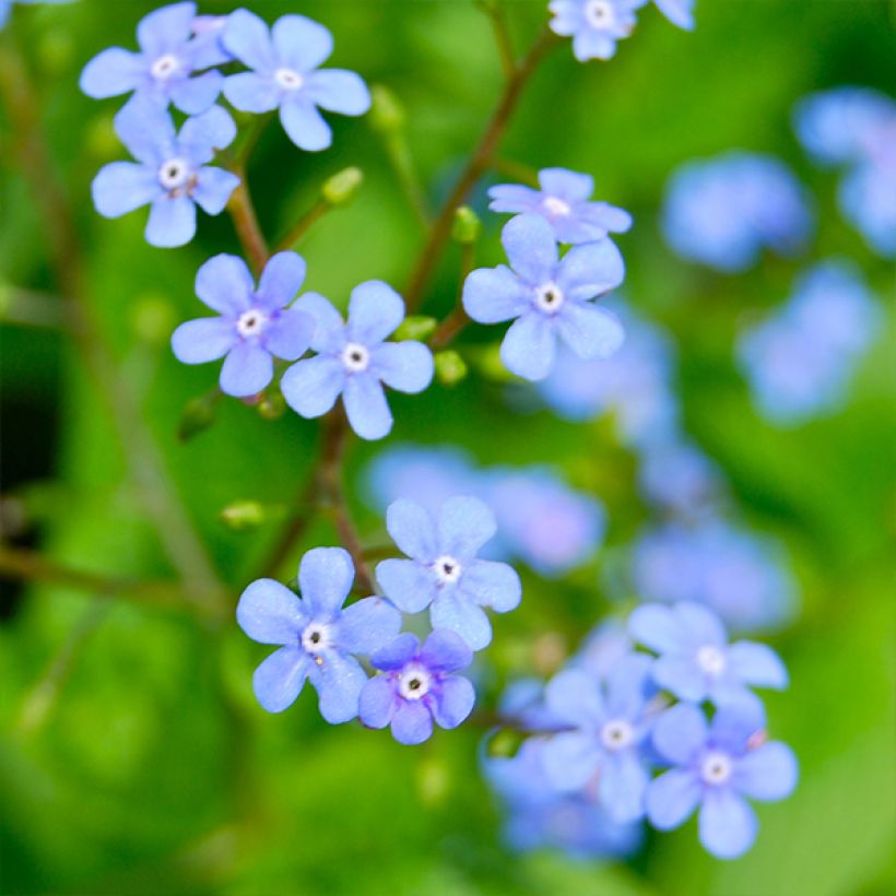 Brunnera macrophylla Yellow spring (Floración)