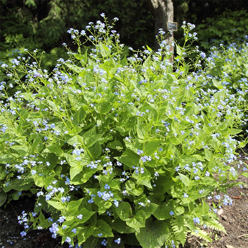 Brunnera macrophylla Yellow spring (Porte)