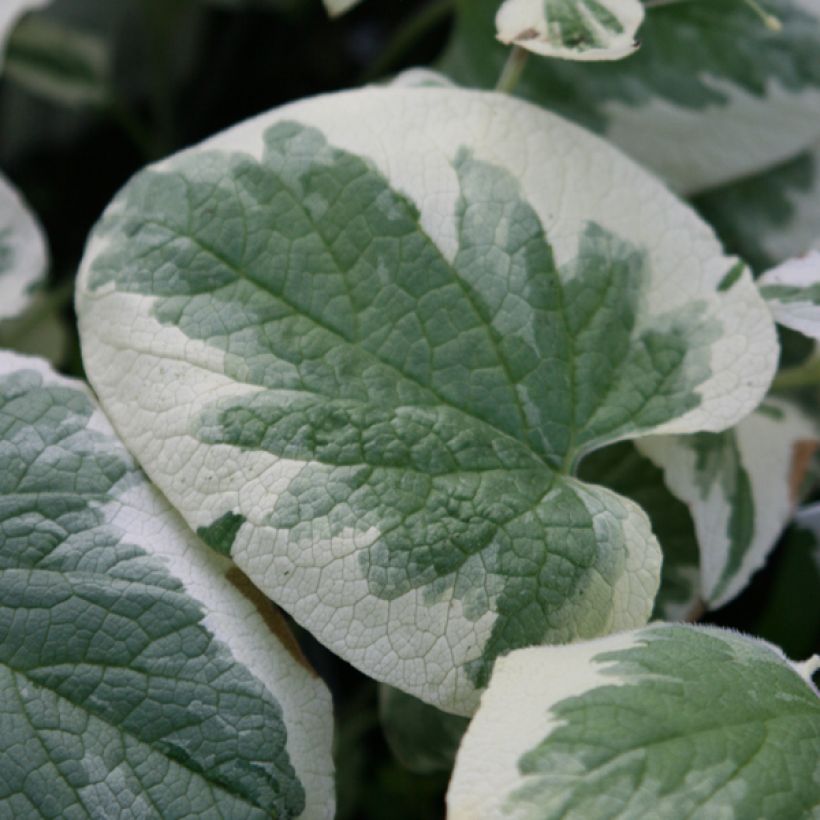 Brunnera macrophylla Variegata (Follaje)