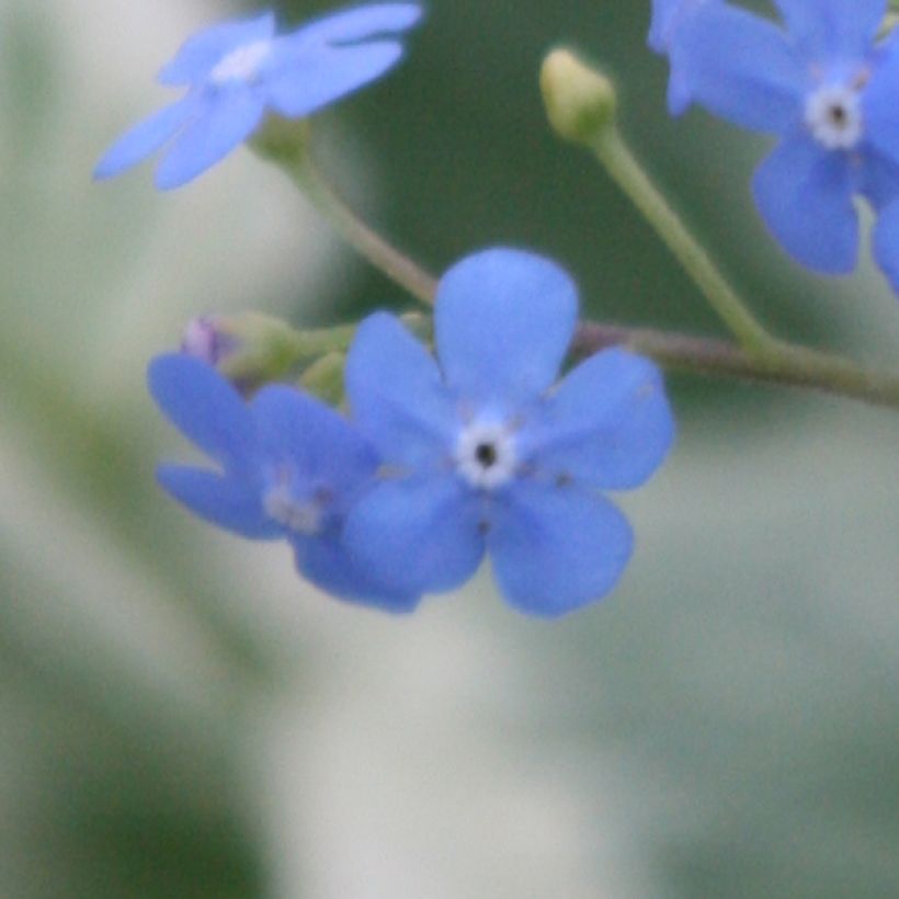 Brunnera macrophylla Variegata (Floración)