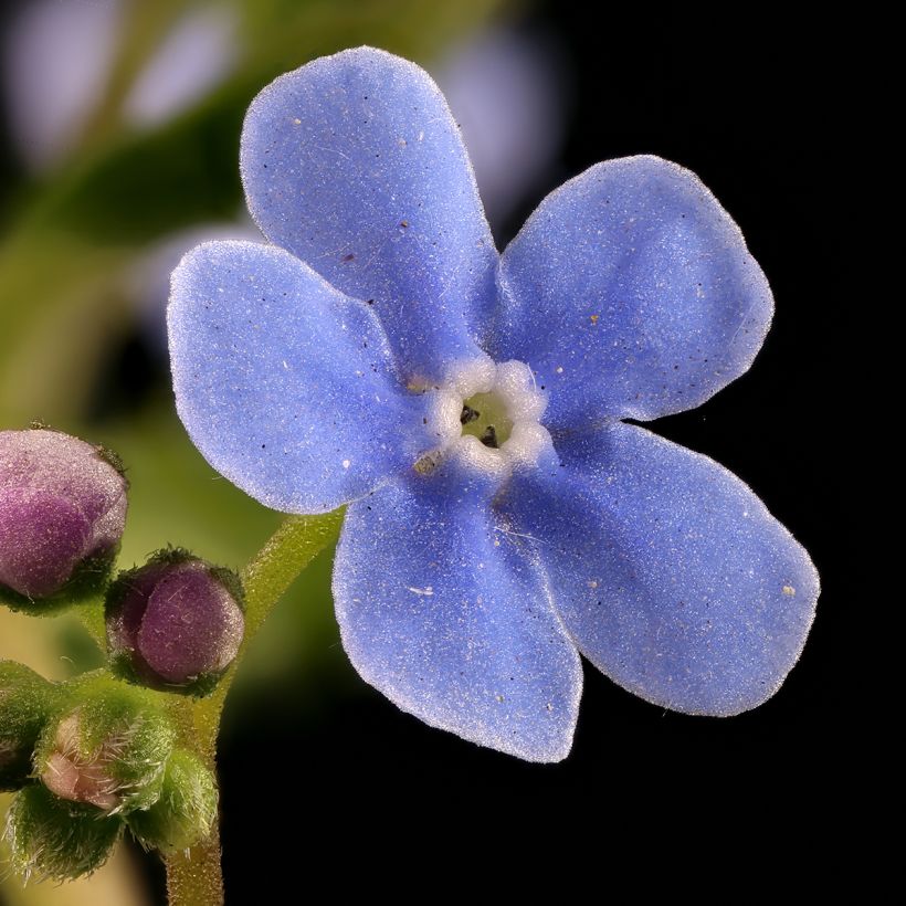 Brunnera sibirica - Nomeolvides siberiano (Floración)