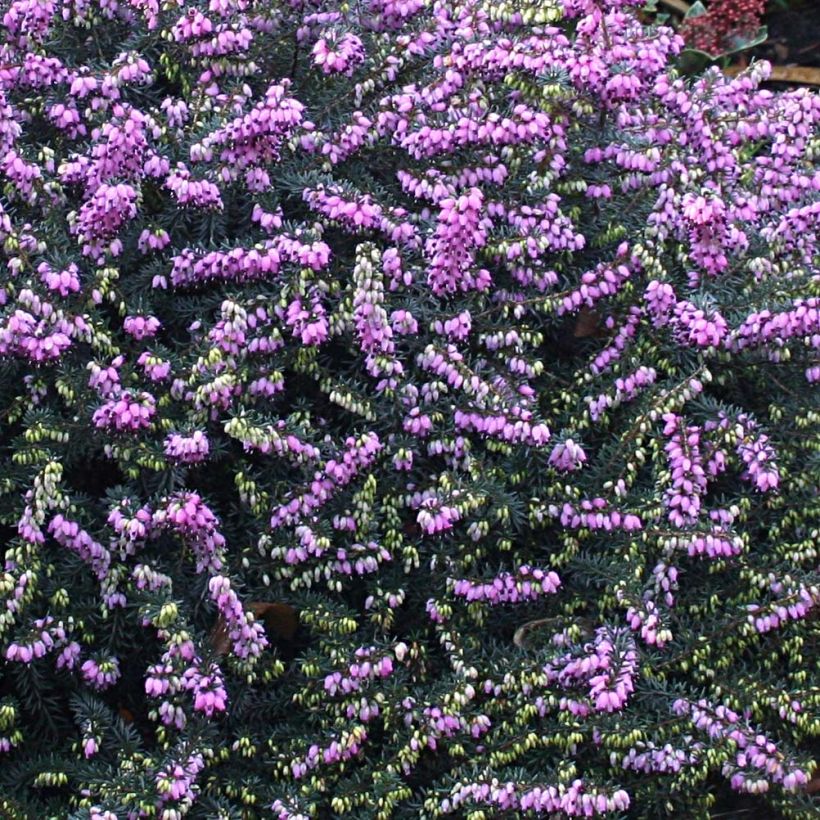 Erica darleyensis Winter Belles Lucie - Brezo rosado (Floración)