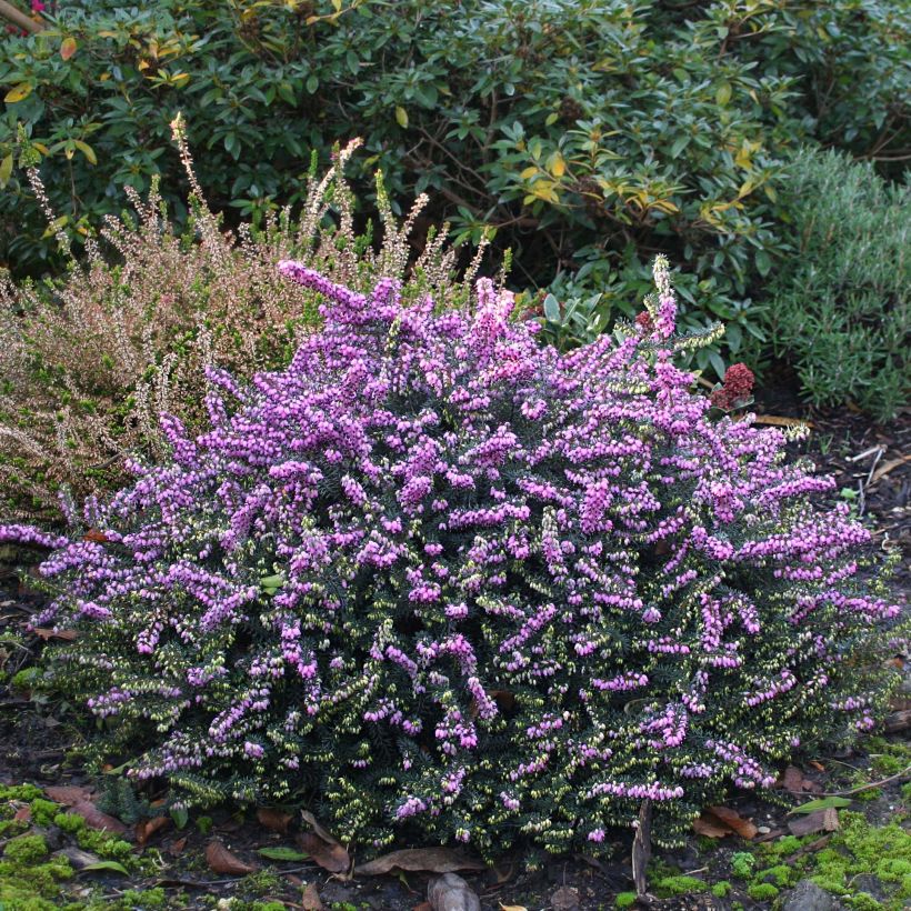 Erica darleyensis Winter Belles Lucie - Brezo rosado (Porte)