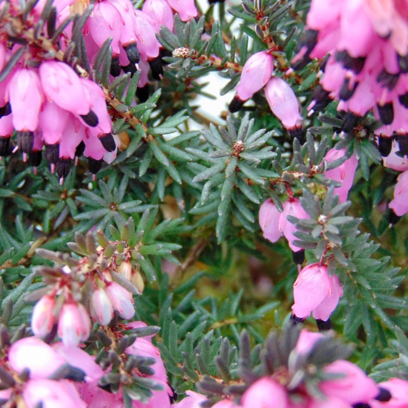 Erica darleyensis Winter Belles Lucie - Brezo rosado (Follaje)