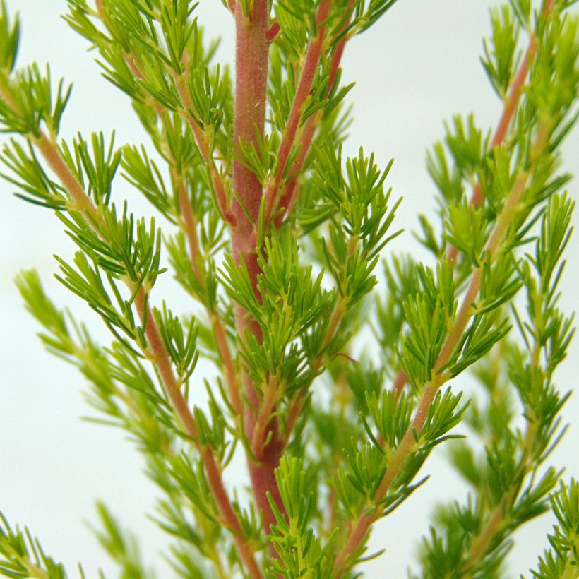 Erica arborea Great Star Le Vasterival - Brezo blanco (Follaje)