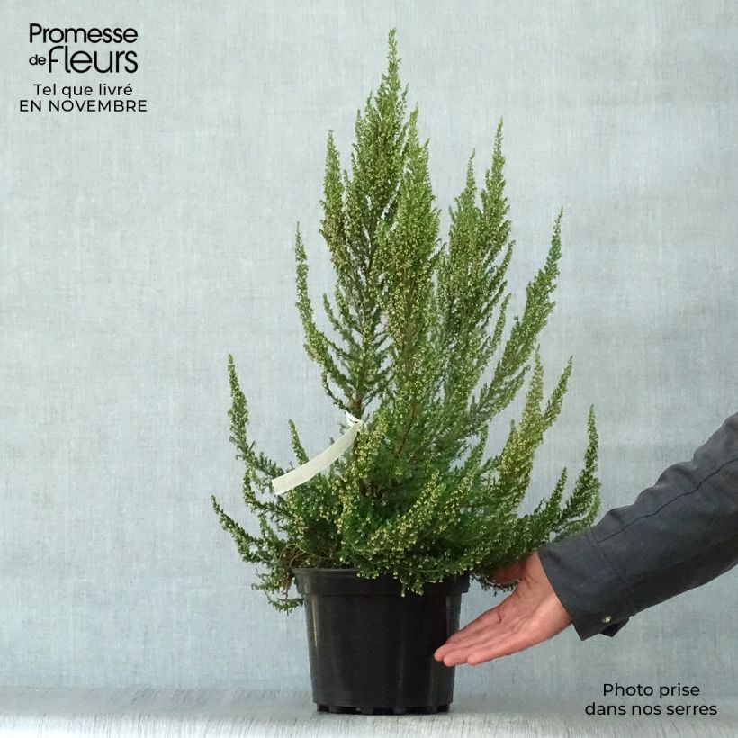 Ejemplar de Bruyère arborescente Great Star Le Vasterival Pot de 4L/5L entregado en otoño