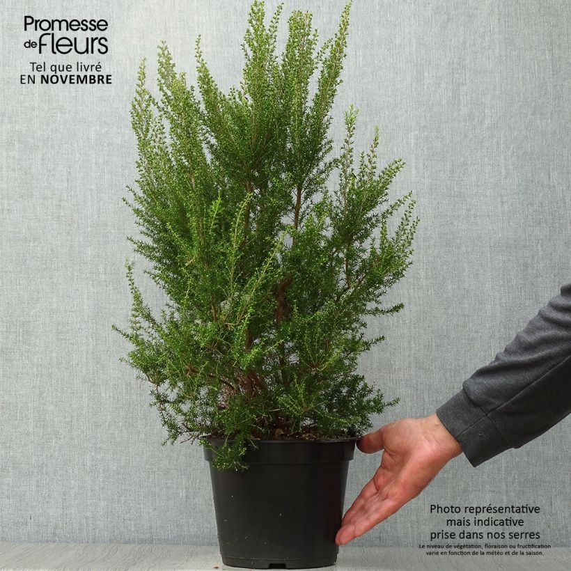 Ejemplar de Bruyère arborescente Pink Joy - Erica arborea Pot de 4L/5L entregado en otoño