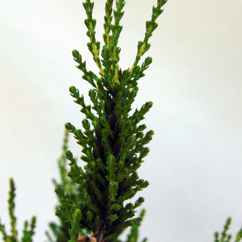 Calluna vulgaris Allegro - Brecina (Follaje)