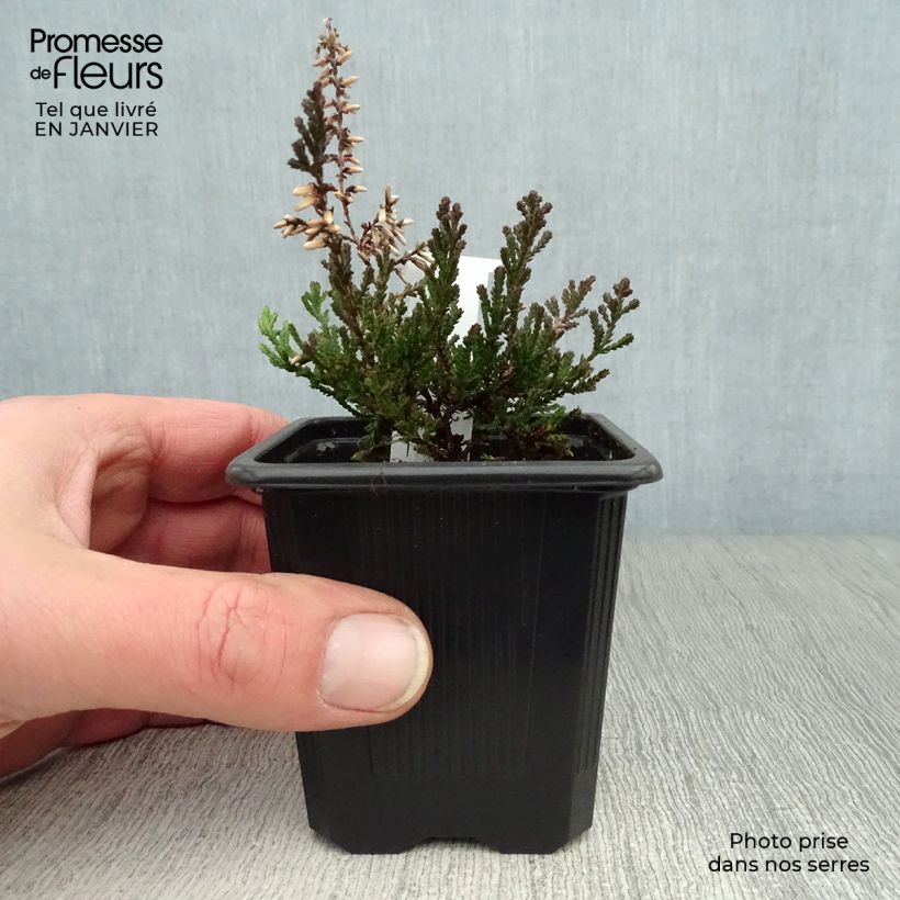 Bruyère d'été - Calluna vulgaris Marlies Godet de 8 cm Ejemplar entregado en invierno