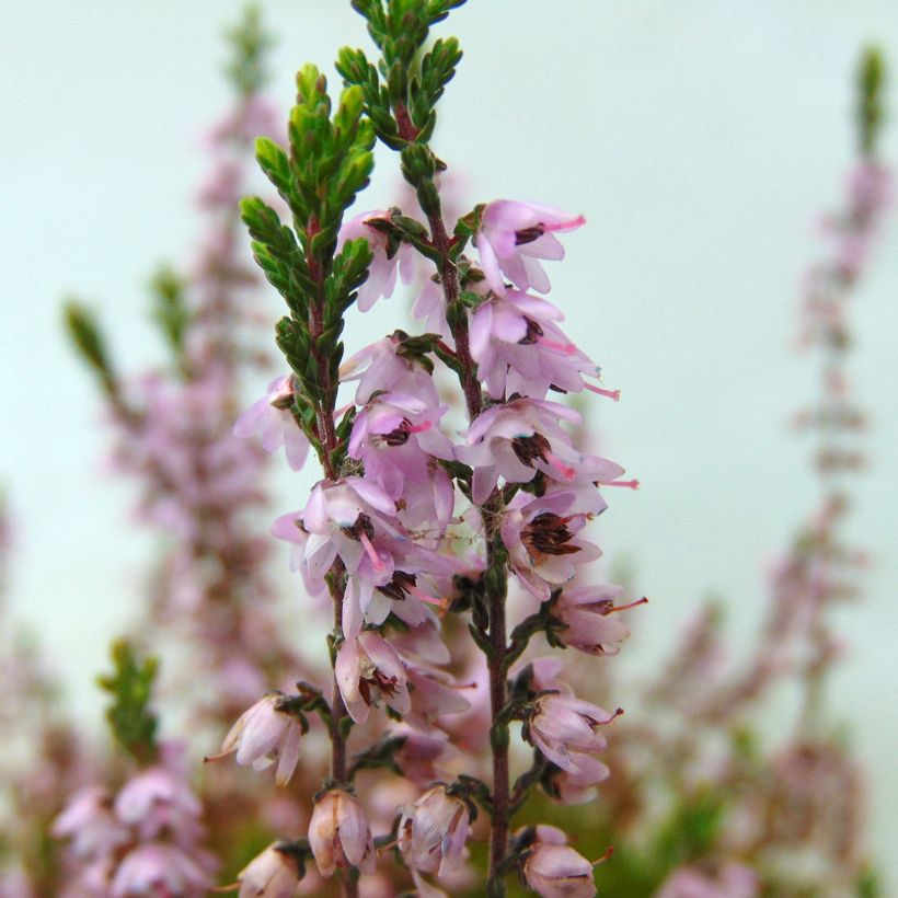 Calluna vulgaris Spring Torch - Brecina (Floración)