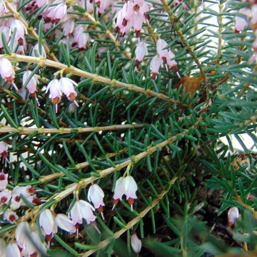 Erica darleyensis Ghost Hills - Brezo rosado (Follaje)