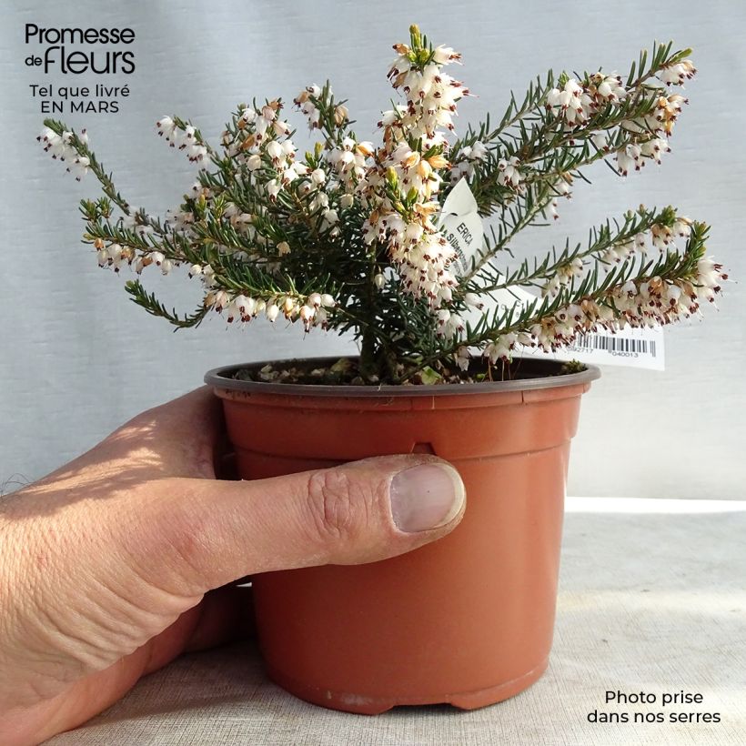 Bruyère d'hiver - Erica x darleyensis Silberschmelze en godet 8/9cm Ejemplar entregado en invierno