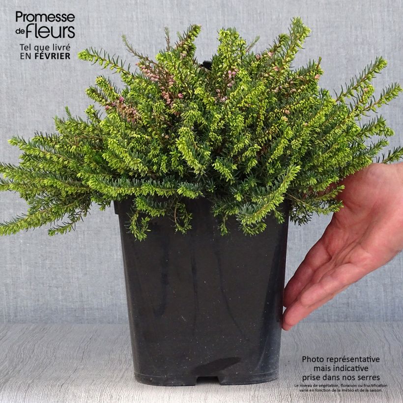 Ejemplar de Bruyère d'hiver - Erica x darleyensis Trio Pot de 3L/4L entregado en otoño