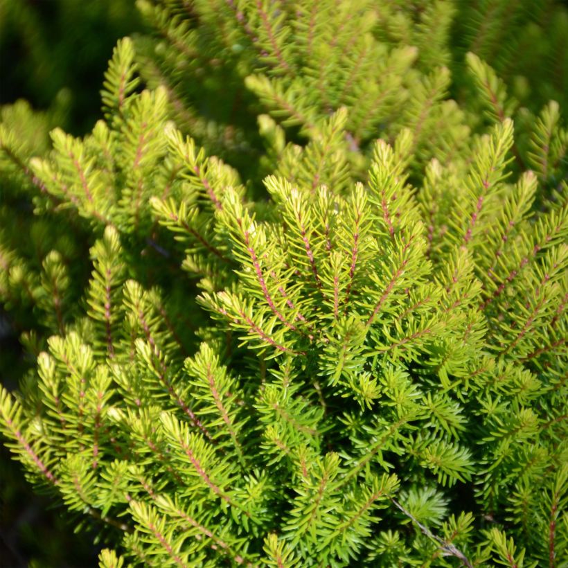 Erica darleyensis Winter Belles Tylou - Brezo rosado (Follaje)