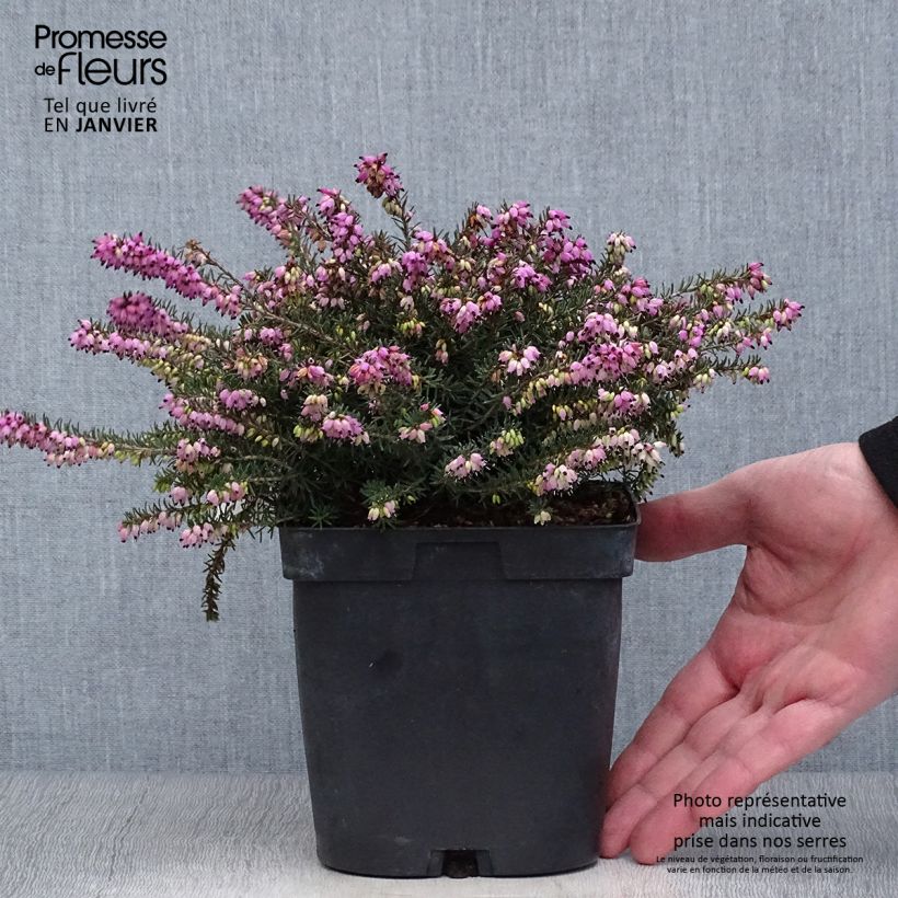 Bruyère d'Hiver - Erica x darleyensis Kramer's Rote Pot de 2/3L Ejemplar entregado en invierno