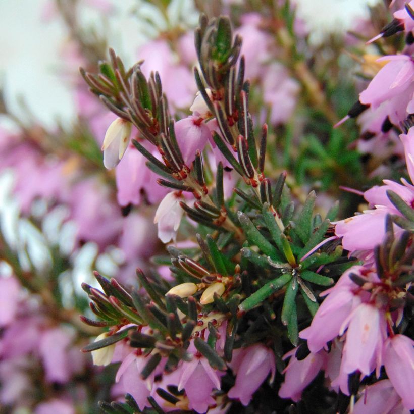 Erica darleyensis Furzey - Brezo rosado (Follaje)