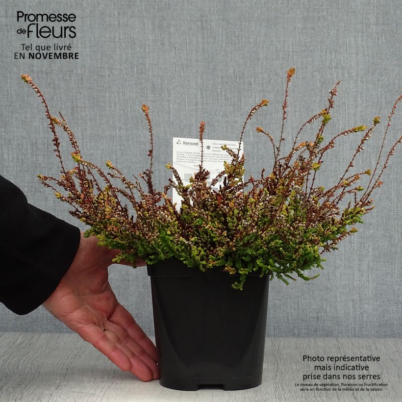 Ejemplar de Bruyère d'été - Calluna vulgaris Wickwar Flame Pot de 2L/3L entregado en otoño