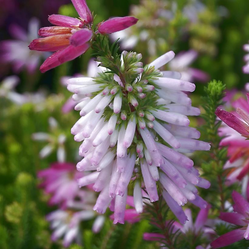 Erica verticillata - Brezo verticilado (Floración)