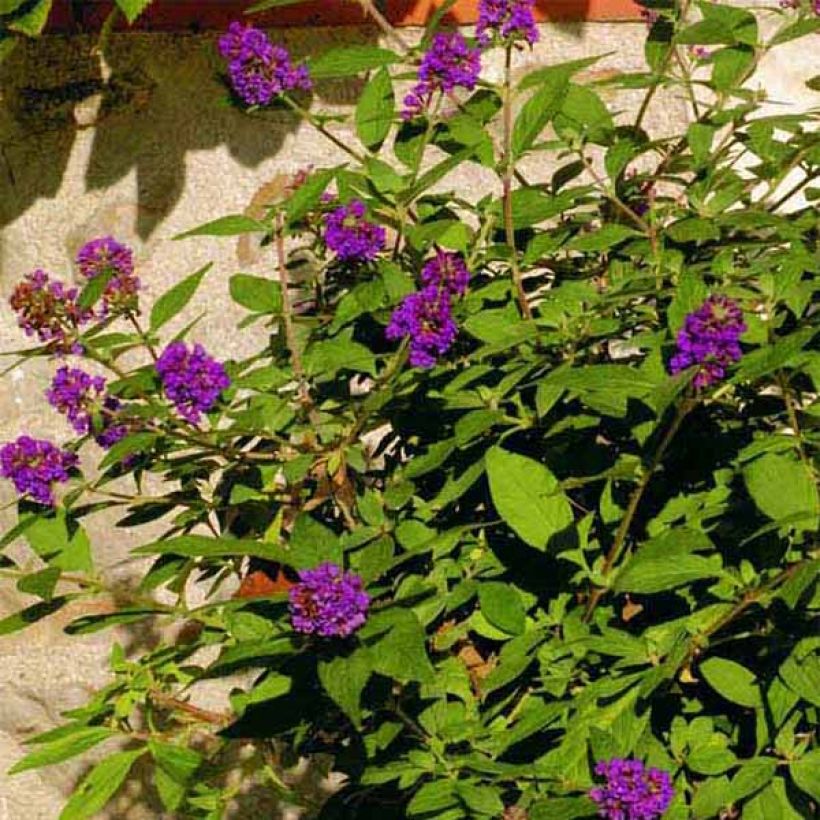 Buddleja Blue Chip (Floración)