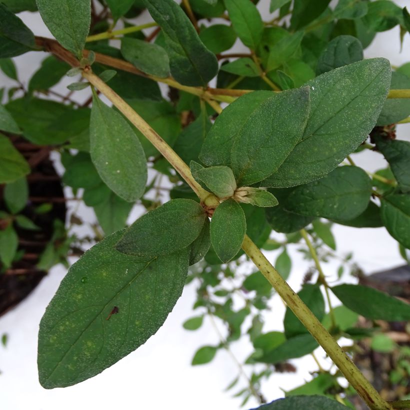 Buddleja Blue Chip (Follaje)