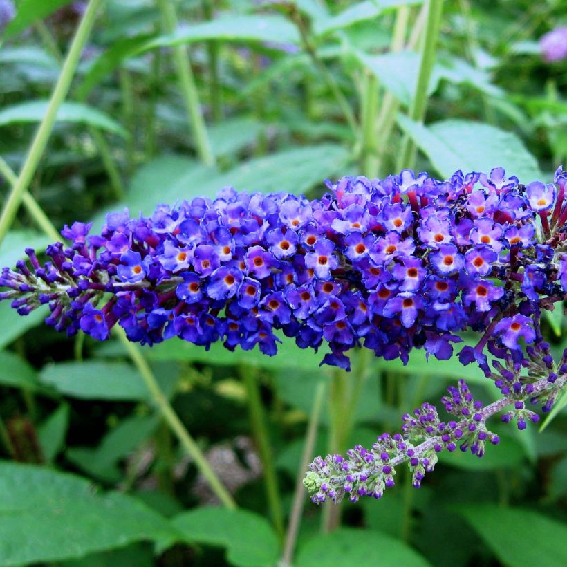 Buddleja davidii Empire Blue (Floración)