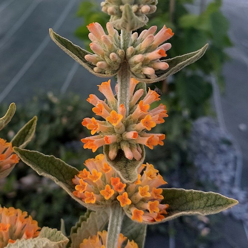 Buddleja Orange Sceptre (Floración)