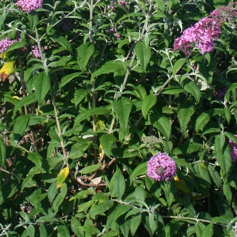 Buddleja davidii Pink Panther (Follaje)