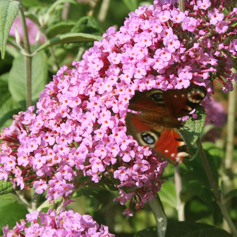 Buddleja davidii Pink Panther (Floración)