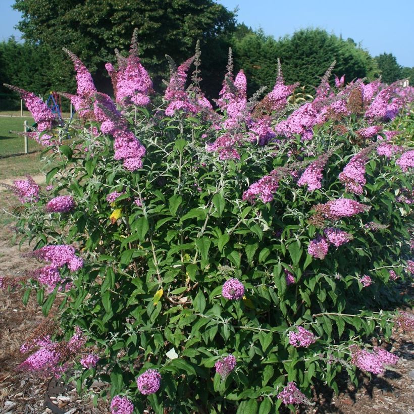 Buddleja davidii Pink Panther (Porte)