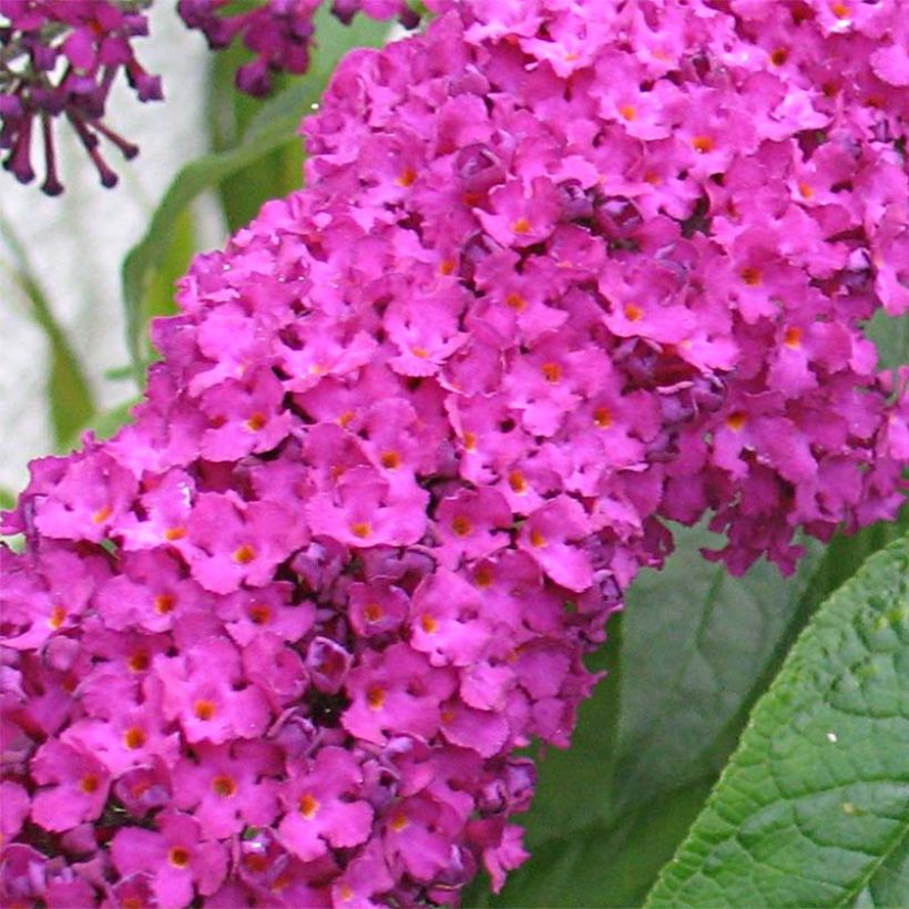 Buddleja davidii Royal Red (Floración)