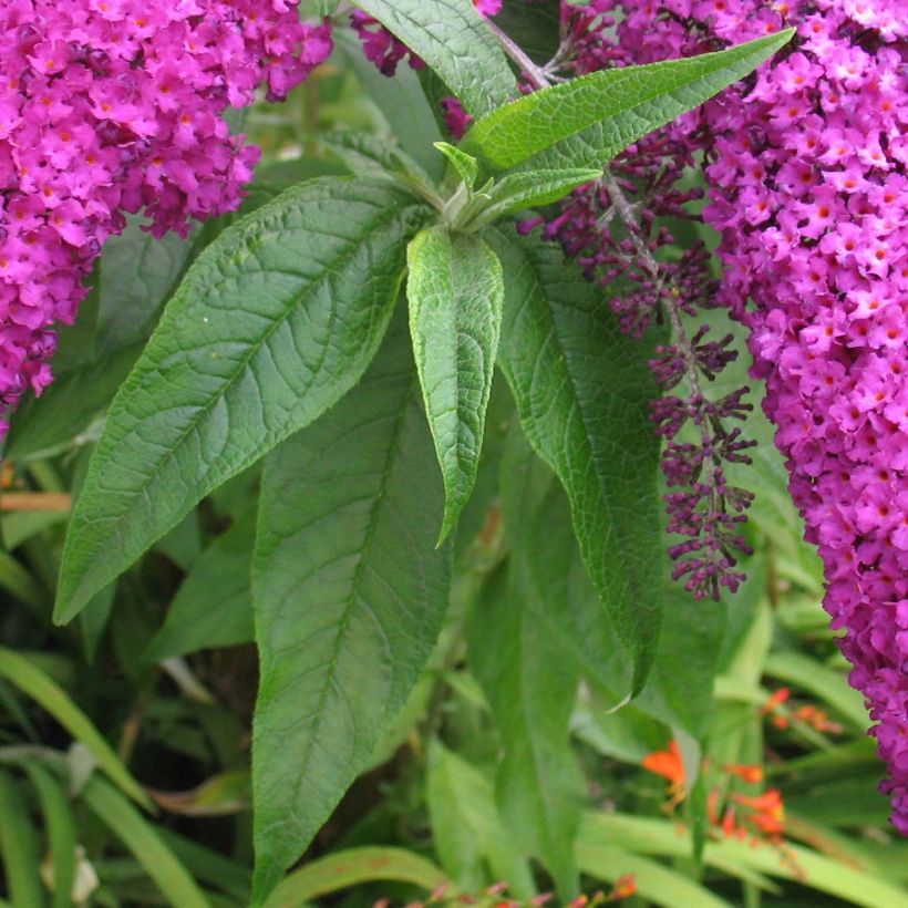 Buddleja davidii Royal Red (Follaje)