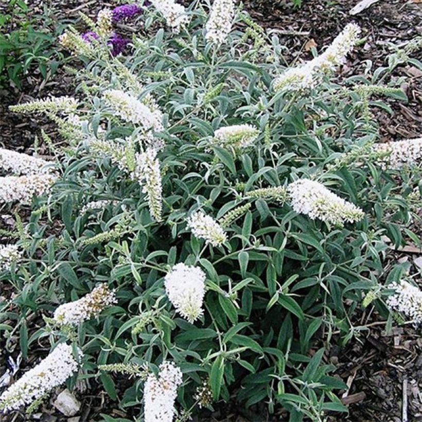 Buddleja davidii White Ball (Floración)