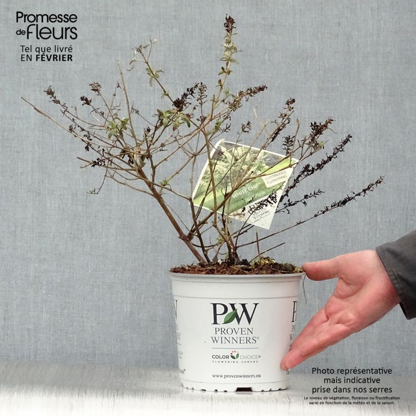 Buddleia White Chip  - Arbre aux papillons nain Pot de 2L/3L Ejemplar entregado en invierno