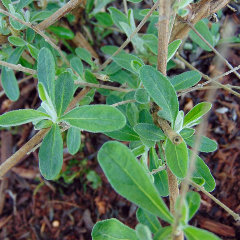 Buddleja alternifolia Unique (Follaje)