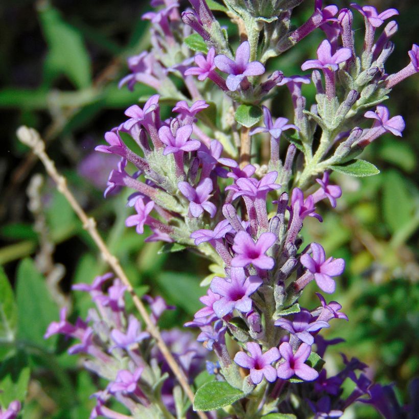 Buddleja alternifolia Unique (Floración)