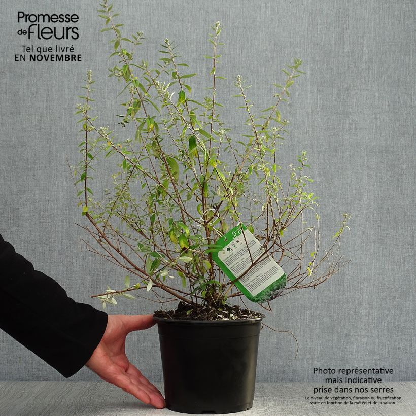 Ejemplar de Buddleia alternifolia Unique - Arbre aux papillons nain Pot de 3L/4L entregado en otoño