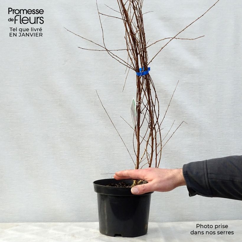 Buddleia alternifolia - Arbre aux papillons en pot de 3,5L. Ejemplar entregado en invierno