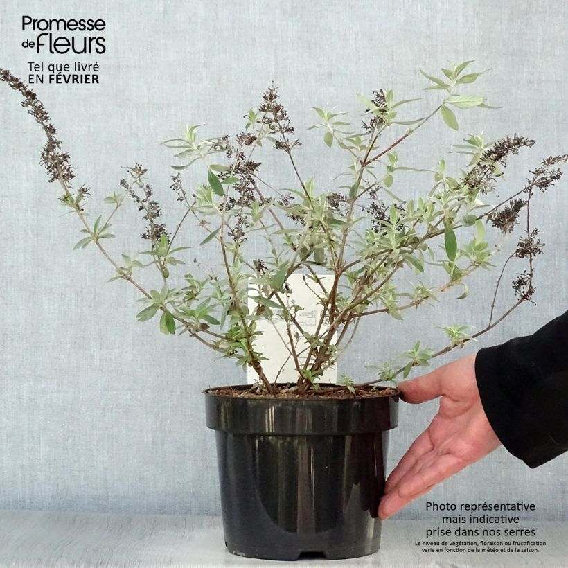 Buddleia davidii Adonis Blue, Arbre à papillons Pot de 3L/4L Ejemplar entregado en invierno