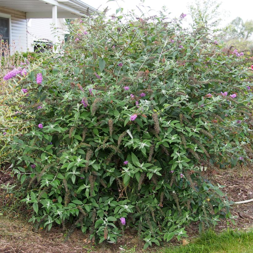 Buddleja Flower Power (Follaje)